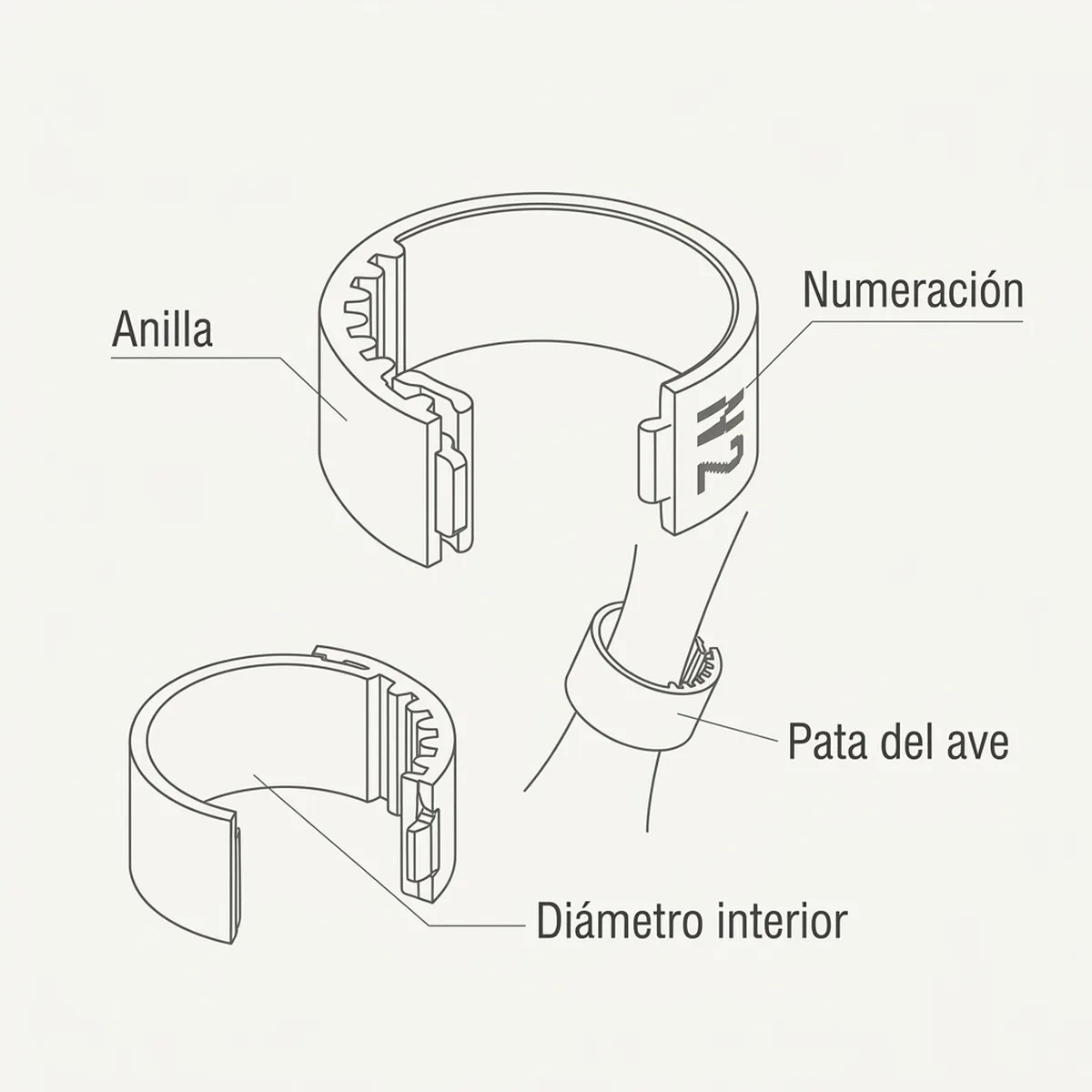 Anillas de aluminio de 4 mm de diámetro interior, calibre habitual en aves de mayor tamaño