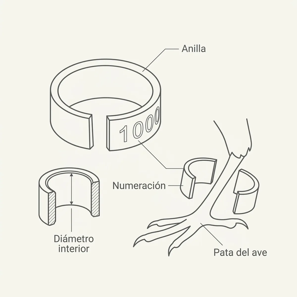 1000 Anillas de aluminio abierta para canarios 3 mm — piezas y montaje