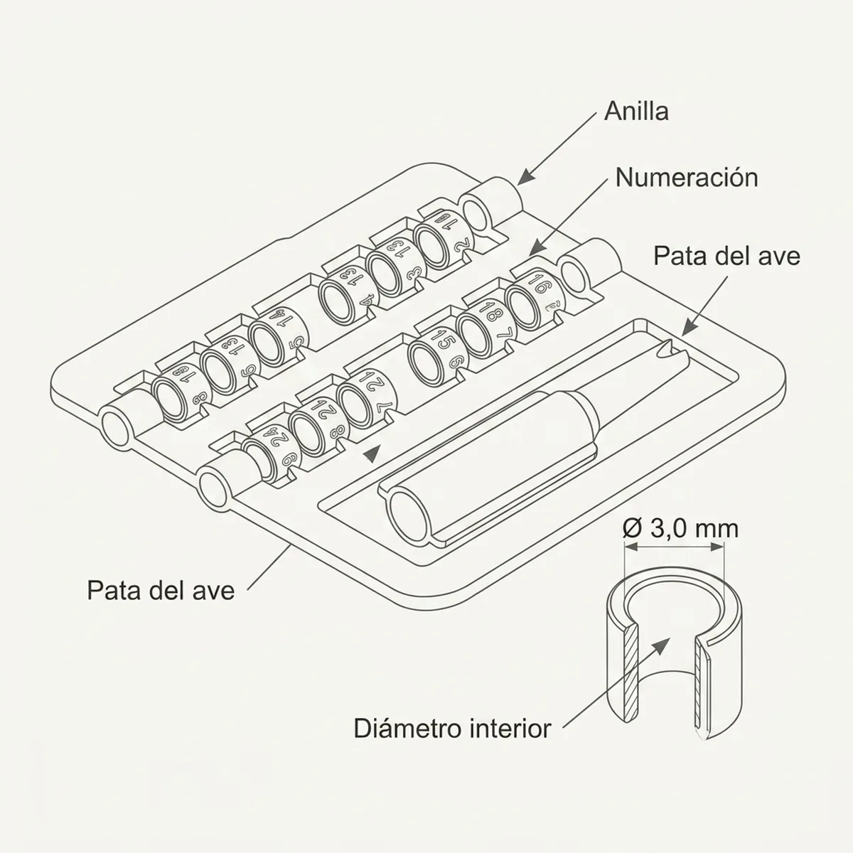 Juego de doce anillas verdes de 3 mm con su calzador para el anillado de los pichones