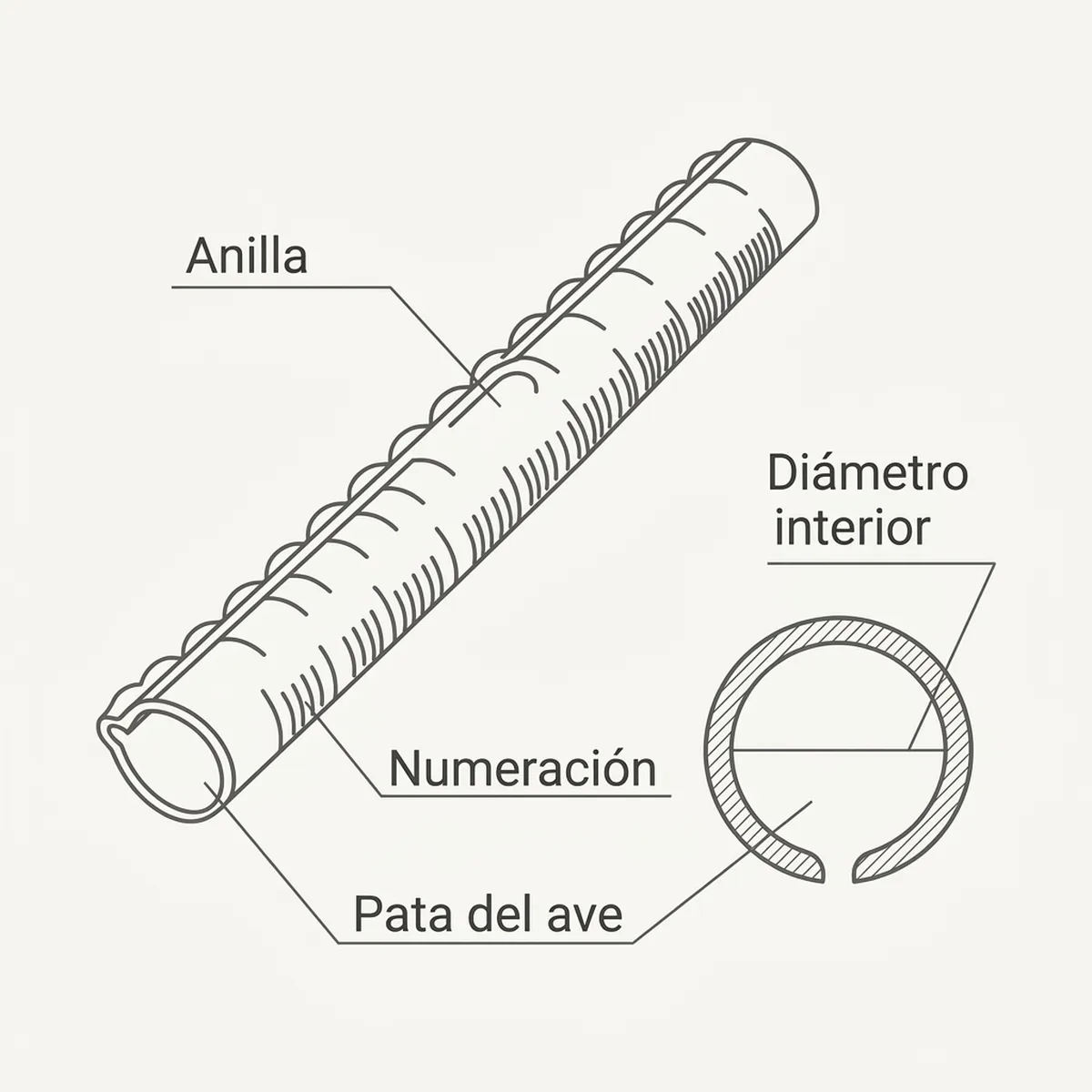 Anillas abiertas de aluminio de 3 mm para canarios, con la ranura lateral que permite colocarlas en aves ya adultas
