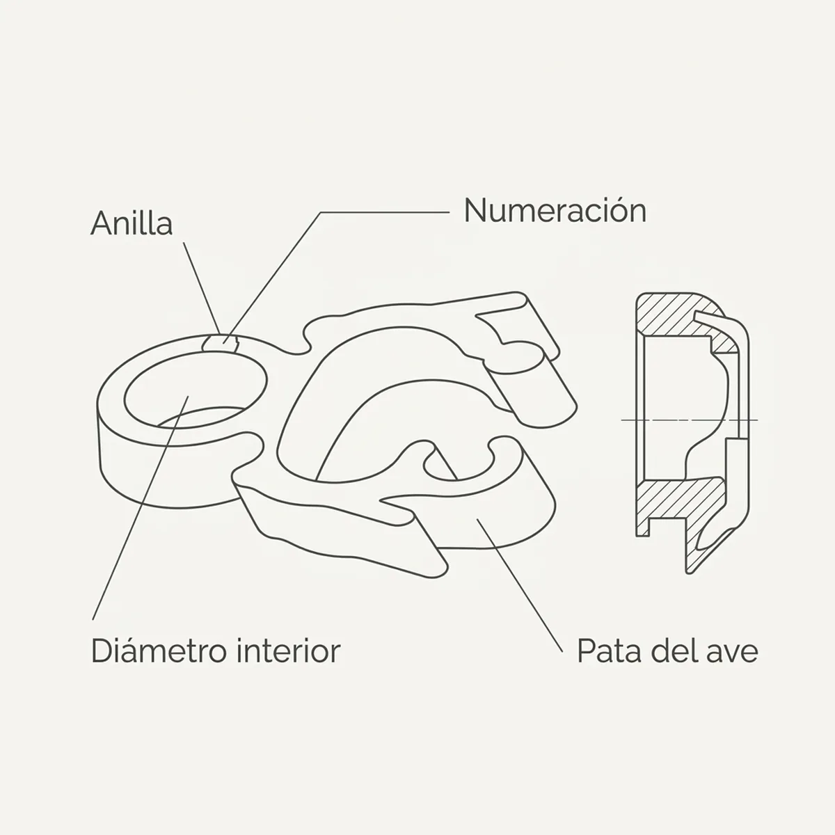Anilla 3mm Correctora dedo trasero (1 Unidad) — piezas y montaje