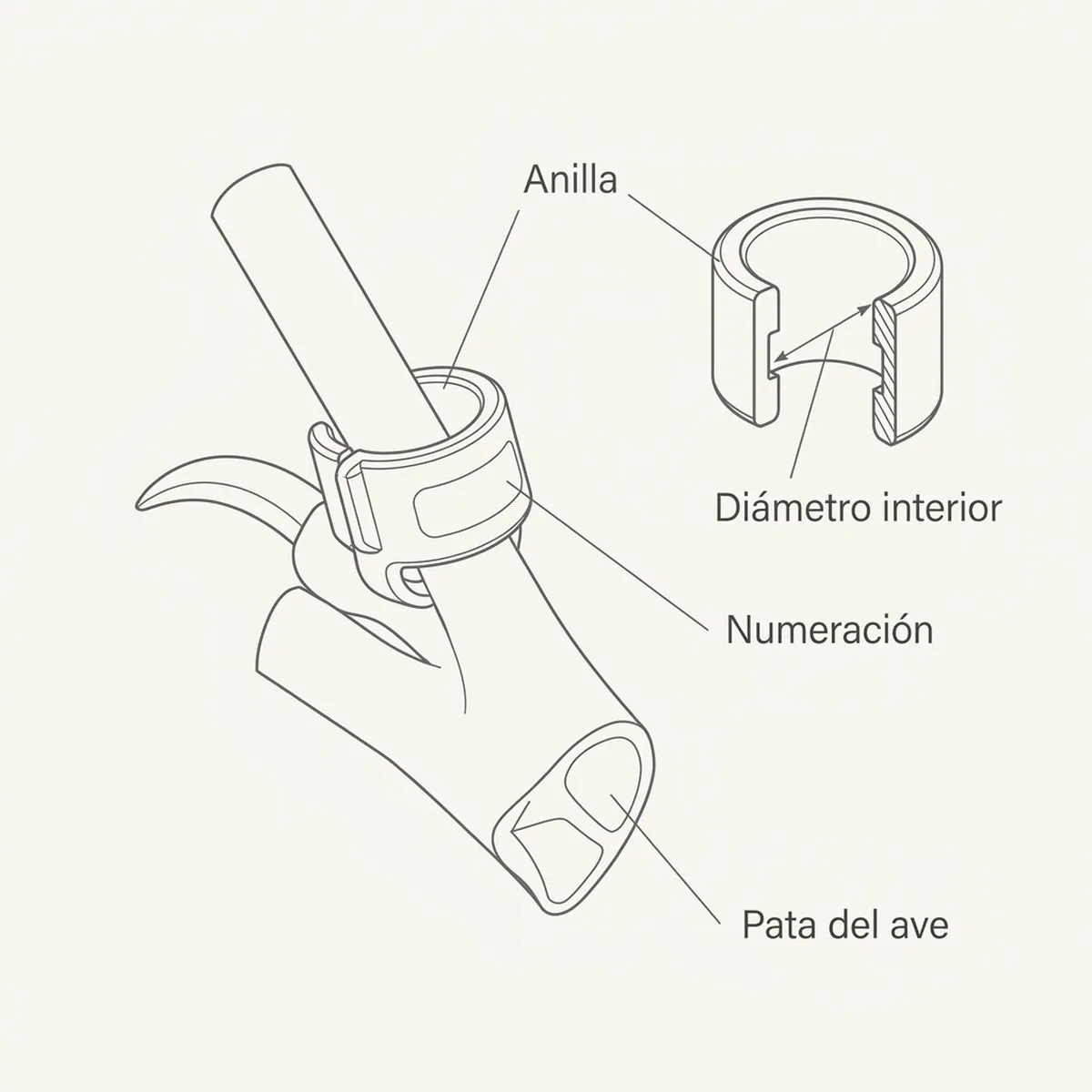 Anilla 3mm Correctora dedo trasero (10 Unidad) — piezas y montaje