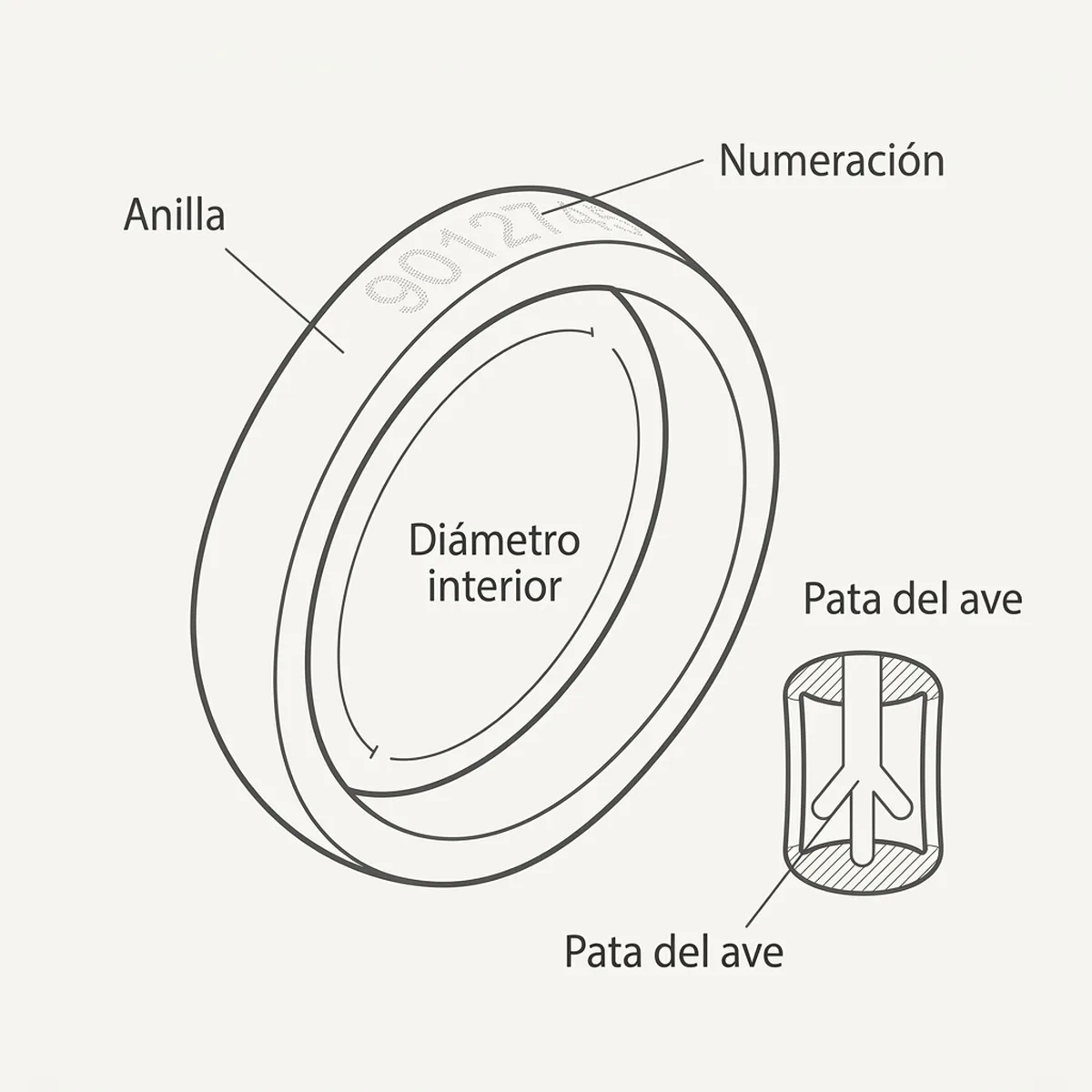 Anilla elástica 3 mm  50 unds – Azul Rings4Wings — piezas y montaje