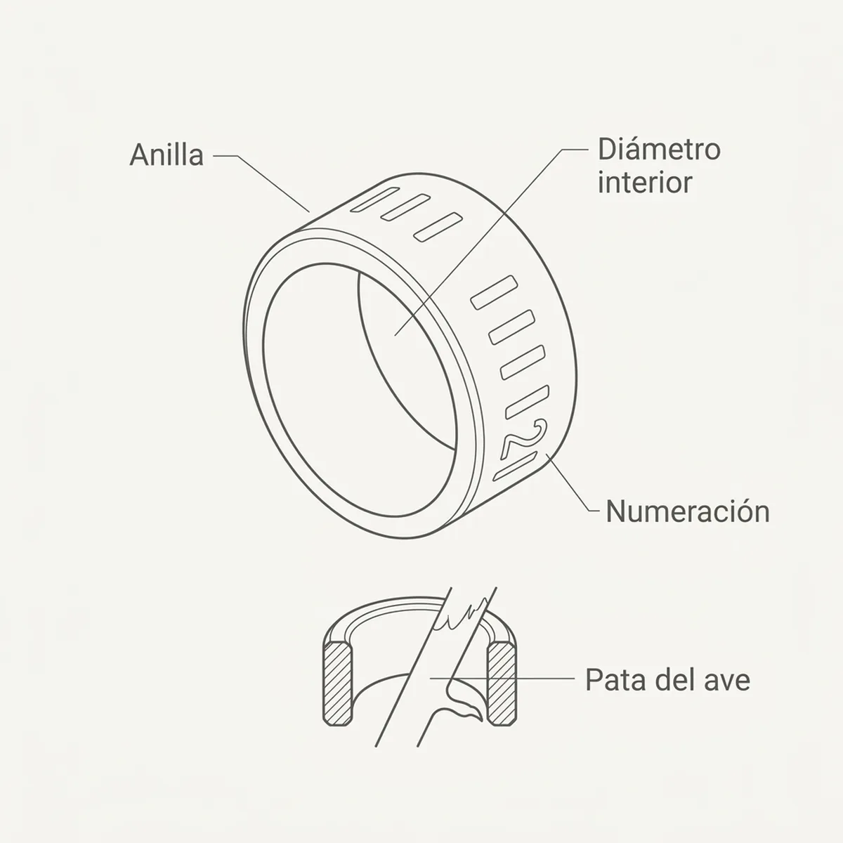 Anilla elástica 3 mm  50 unds – Blanco Rings4Wings — piezas y montaje