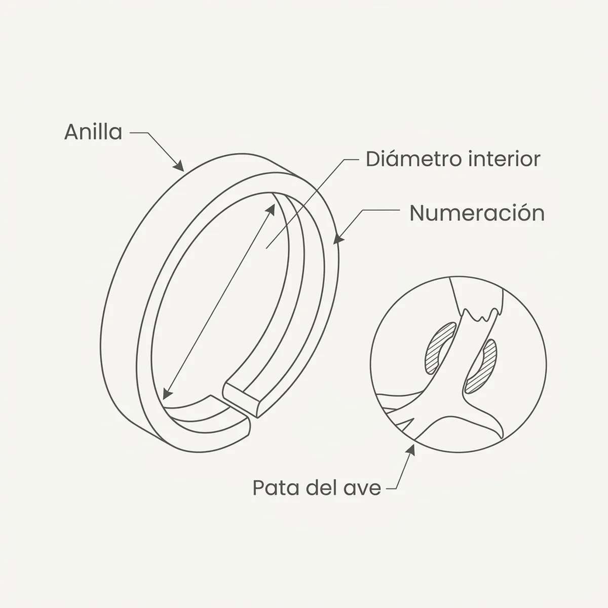 Anilla elástica 3 mm  50 unds – Morado Rings4Wings — piezas y montaje