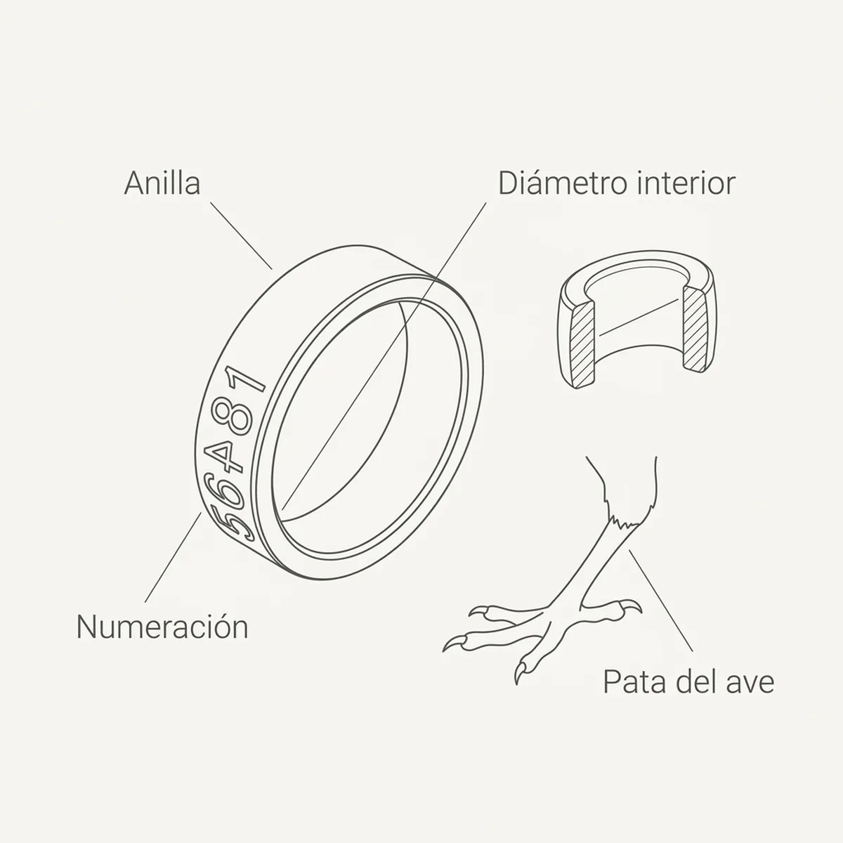 Anilla elástica 3 mm  50 unds – Naranja Rings4Wings — piezas y montaje