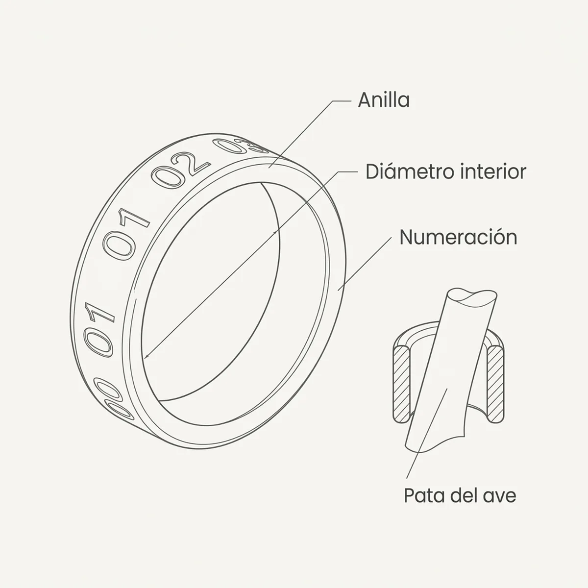 Anilla elástica 3 mm  50 unds – Verde Rings4Wings — piezas y montaje
