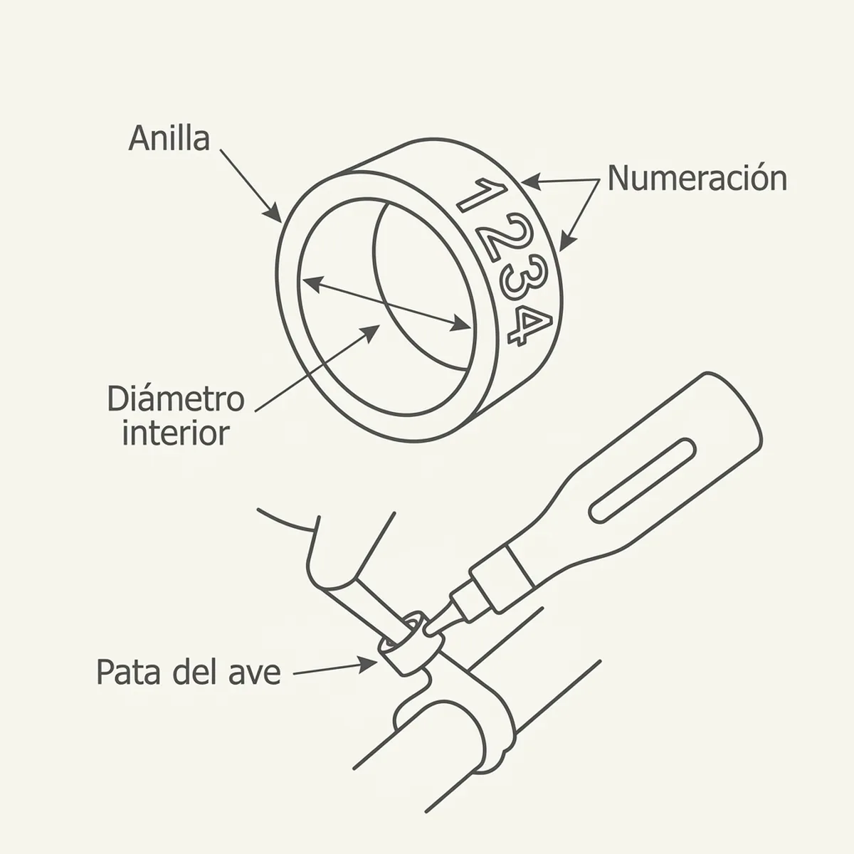 Tabla de calibres de anillas por especie para aves y canarios