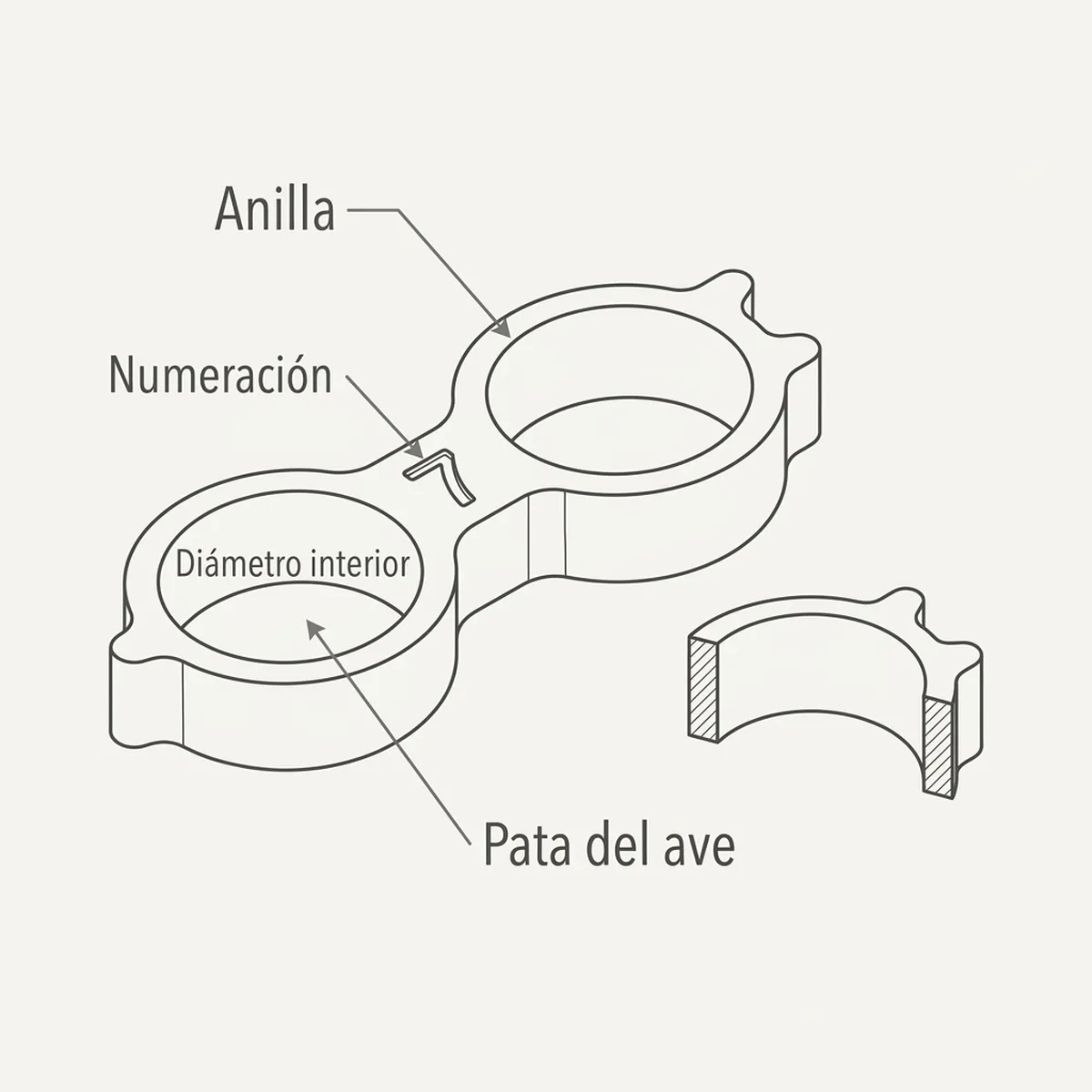 Brazalete Doble para Pierna Torcida 7mm — piezas y montaje