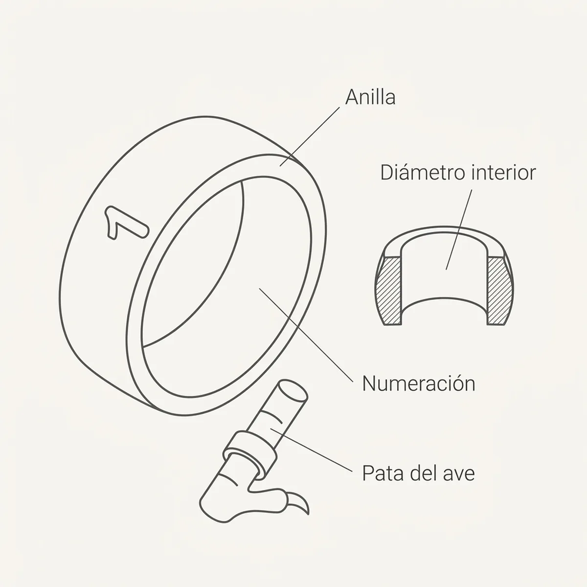 Anilla elástica 3 mm  50 unds – Negro Rings4Wings — piezas y montaje
