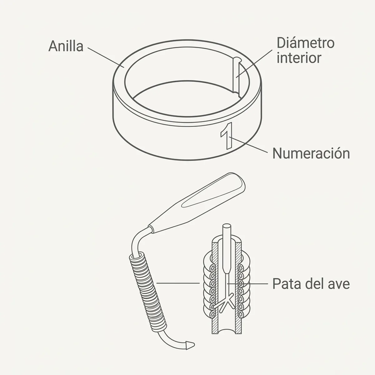 Pack Anillas Colores Elastic 3,5mm con el calzador Rings4Wings — piezas y montaje