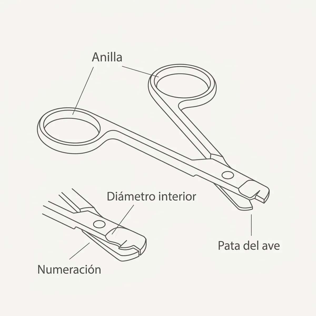 Tijeras de precisión de punta fina para cortar anillas, con el detalle del corte sobre la pata