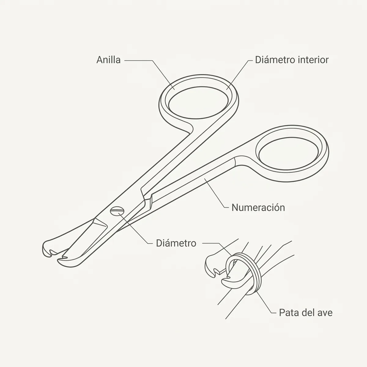 Tijeras Inox Corta Anillas Profesional — piezas y montaje
